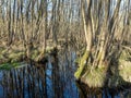 alder forest and blue sky reflected in water of ditch Royalty Free Stock Photo