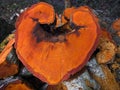 Alder Heart