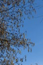 Alder with kitten, small sausage fruit state in the spring