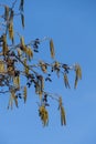 Alder with kitten, small sausage fruit state in the spring