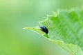Alder leaf beetle Royalty Free Stock Photo