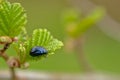 Alder leaf with beetle eating from a leaf - Agelastica alni Royalty Free Stock Photo