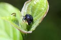 Alder leaf beetle on a green leaf Royalty Free Stock Photo