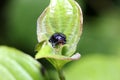 Alder leaf beetle on a green leaf Royalty Free Stock Photo