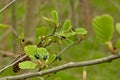 Alder leaf beetles eating from young spring leaf - Agelastica alni Royalty Free Stock Photo