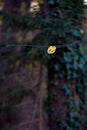 Alder leaf on a dark autumn background in the woods Royalty Free Stock Photo