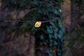 Alder leaf on a dark autumn background in the woods Royalty Free Stock Photo