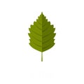 Alder leaf icon, flat style