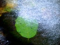 Alder leaf in shinning drops of mountain stream.