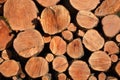 Alder logs on sunny day Royalty Free Stock Photo