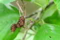 Alder plugs of the alnus cordata, originating in Italy Royalty Free Stock Photo