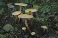 The alder scalycap Flammula alnicola is an inedible mushroom Royalty Free Stock Photo