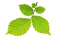 Alder tree Royalty Free Stock Photo