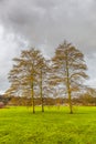 Alder tree, Alnus incana