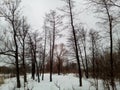 Alder tree alnus, willow salix and maple acer negundo in coastal zone. Mainly cloudy. Winter russian landscape. Mural paper