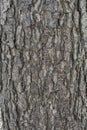 Alder tree bark