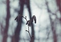 Alder tree branches with catkins Royalty Free Stock Photo