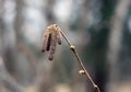 Alder tree branches with catkins Royalty Free Stock Photo