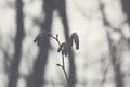 Alder tree branches with catkins Royalty Free Stock Photo