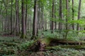 Alder tree deciduous stand Royalty Free Stock Photo