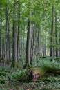 Alder tree deciduous stand Royalty Free Stock Photo