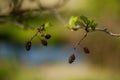 Alder tree fruit Royalty Free Stock Photo