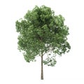 Alder. Tree isolated on white background. Royalty Free Stock Photo