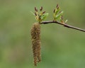 Alder tree seeds Royalty Free Stock Photo
