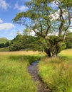 Alder tree and stream Royalty Free Stock Photo