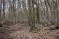 Alder Tree swamp without water, Brandenburg