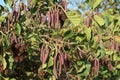 Alder Tree in Winter