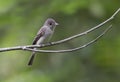 Alder-Willow Flycatcher, Empidonax Royalty Free Stock Photo