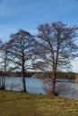 Alders on the shores of Lake Straszyn