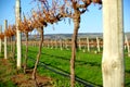 Aldinga Autumn Vineyard