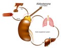 Aldosteron hormone syntheis by adrenal gland. Adrenal corticosteroids production. ACTH or Adrenocorticotropic Hormone