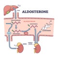 Aldosterone mineralocorticoid steroid hormone release process outline diagram Royalty Free Stock Photo