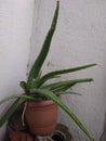 AleaVera plant in house balcony