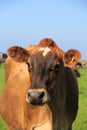 Alec`s Cow - Jersey Breed