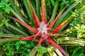 Alejandro de Humboldt National Park near Baracoa, Cuba Royalty Free Stock Photo