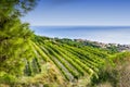 Alella vineyards near Barcelona on the Mediterranean Royalty Free Stock Photo