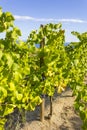 Alella vineyards overlooking the Mediterranean near Barcelona Royalty Free Stock Photo