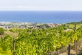 Alella vineyards overlooking the Mediterranean Sea Royalty Free Stock Photo