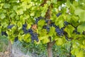 Alella vineyards in the region of Catalonia, Spain Royalty Free Stock Photo