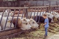 ALEMERE, NETHERLANDS - AUGUST 29, 2016: Child feeding cows