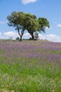 Alentejo landscape during spring with the fields covered with flowers. Royalty Free Stock Photo