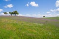 Alentejo landscape during spring with the fields covered with flowers. Royalty Free Stock Photo