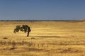 Alentejo typical summer farmland fields and Mediterranean landscape, tourist destination region, Portugal Royalty Free Stock Photo