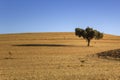 Alentejo typical farmland fields and Mediterranean landscape, tourist destination region, Portugal Royalty Free Stock Photo