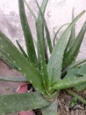 ALEO VERA GROWING IN HOME Royalty Free Stock Photo