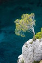 Aleppo pine, Calanques Royalty Free Stock Photo